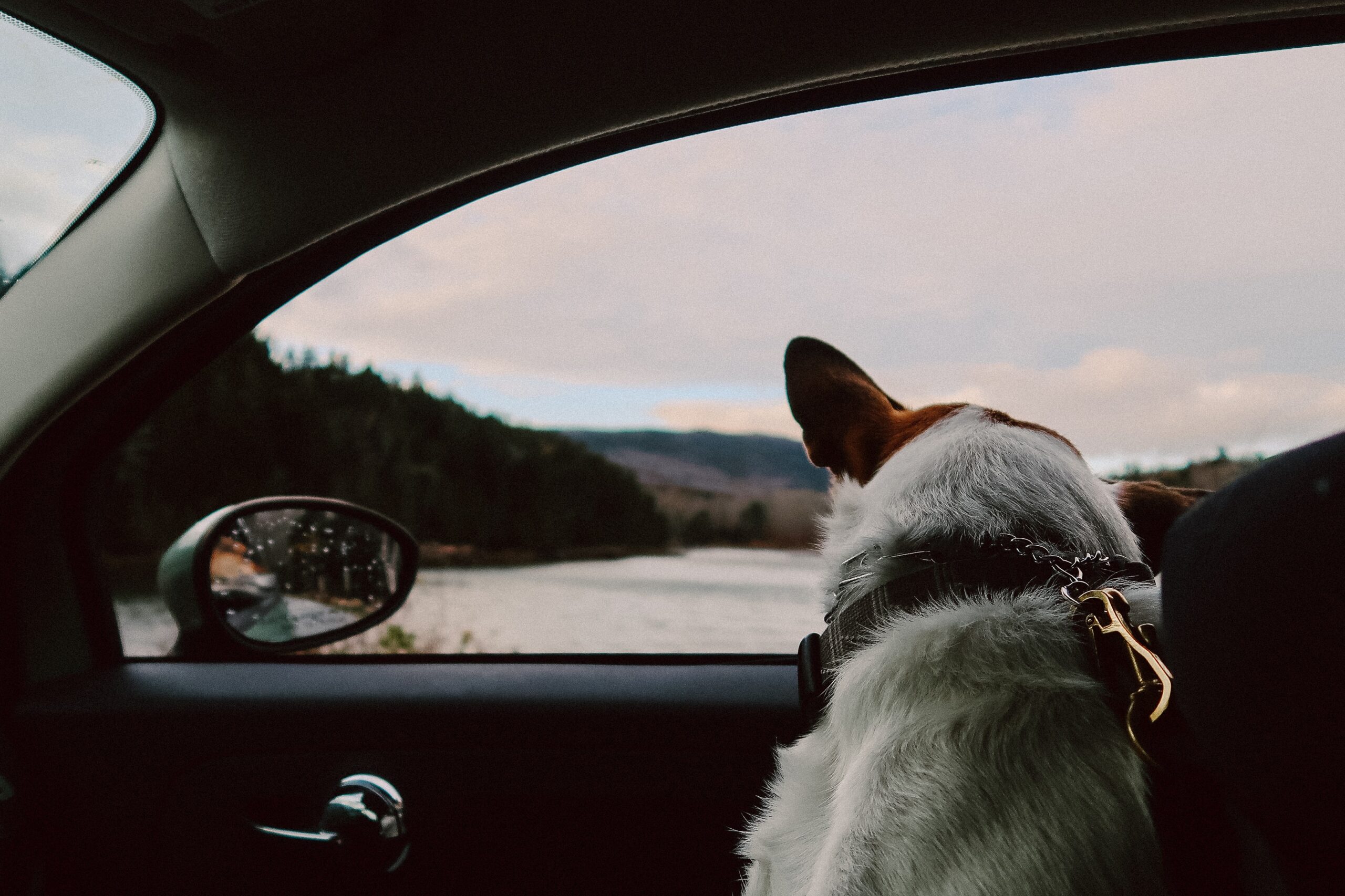 Quick and Easy Certificates for Pets via Vet Home Certs